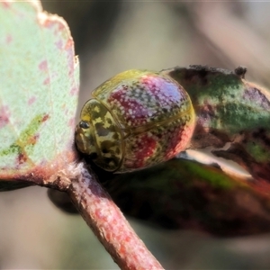 Paropsisterna fastidiosa at Captains Flat, NSW - 13 Oct 2024