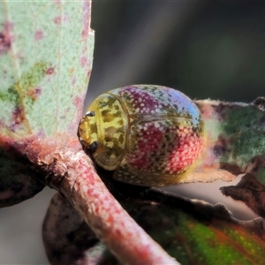 Paropsisterna fastidiosa at Captains Flat, NSW - 13 Oct 2024