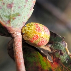 Paropsisterna fastidiosa at Captains Flat, NSW - 13 Oct 2024