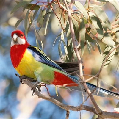 Platycercus eximius (Eastern Rosella) at Theodore, ACT - 3 Oct 2024 by RomanSoroka