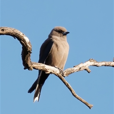 Artamus cyanopterus cyanopterus (Dusky Woodswallow) at Theodore, ACT - 3 Oct 2024 by RomanSoroka