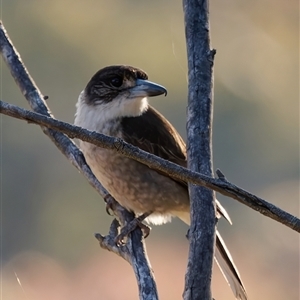 Cracticus torquatus at Theodore, ACT - 3 Oct 2024