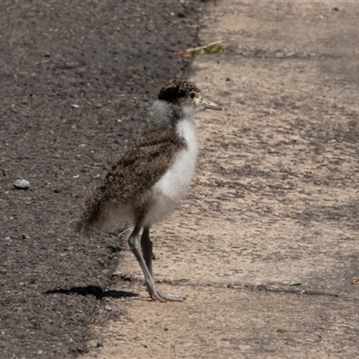 Vanellus miles (Masked Lapwing) at Belconnen, ACT - 12 Oct 2024 by AlisonMilton