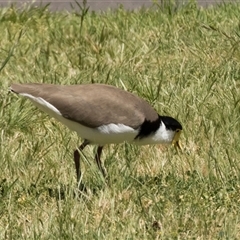 Vanellus miles at Belconnen, ACT - 13 Oct 2024 10:50 AM