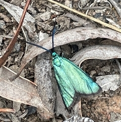 Pollanisus (genus) (A Forester Moth) at Bruce, ACT - 12 Oct 2024 by Clarel