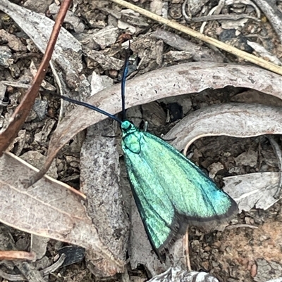 Pollanisus (genus) (A Forester Moth) at Bruce, ACT - 12 Oct 2024 by Clarel