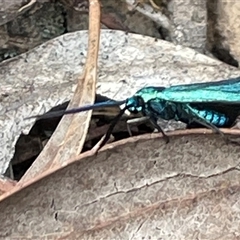 Pollanisus (genus) at Bruce, ACT - 12 Oct 2024