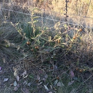 Solanum cinereum at Red Hill, ACT - 29 Jul 2024