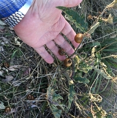 Solanum cinereum at Red Hill, ACT - 29 Jul 2024