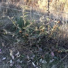 Solanum cinereum at Red Hill, ACT - 29 Jul 2024