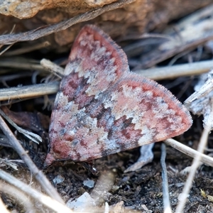 Dichromodes disputata at Tharwa, ACT - 11 Oct 2024 01:32 PM