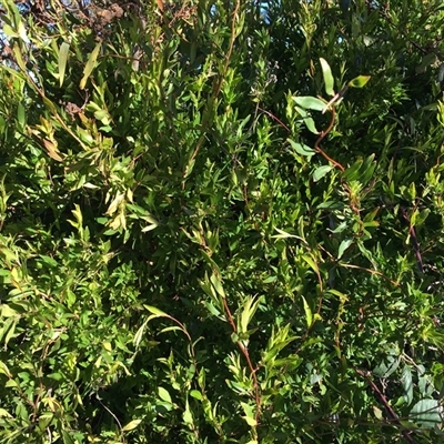 Billardiera heterophylla (Western Australian Bluebell Creeper) at Red Hill, ACT - 29 Jul 2024 by dwise