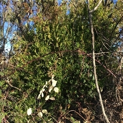 Billardiera heterophylla at Red Hill, ACT - 29 Jul 2024 03:04 PM