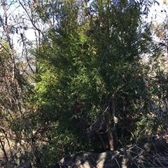 Billardiera heterophylla at Red Hill, ACT - 29 Jul 2024 03:04 PM