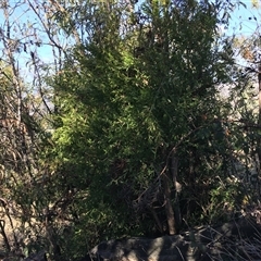 Billardiera heterophylla at Red Hill, ACT - 29 Jul 2024 03:04 PM