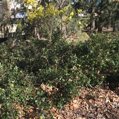 Berberis aquifolium (Oregon Grape) at Parkes, ACT - 26 Aug 2024 by dwise