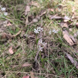 Wurmbea dioica subsp. dioica at Wee Jasper, NSW - 13 Oct 2024