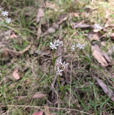 Wurmbea dioica subsp. dioica (Early Nancy) at Wee Jasper, NSW - 13 Oct 2024 by Wildlifewarrior80