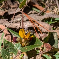 Syrphidae (family) (Unidentified Hover fly) at Wee Jasper, NSW - 13 Oct 2024 by Wildlifewarrior80