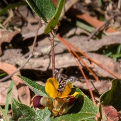 Syrphidae (family) at Wee Jasper, NSW - 13 Oct 2024 01:33 PM