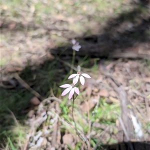 Caladenia carnea at Wee Jasper, NSW - 13 Oct 2024