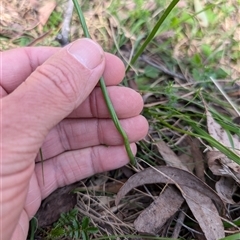 Microtis sp. (Onion Orchid) at Wee Jasper, NSW - 13 Oct 2024 by Wildlifewarrior80