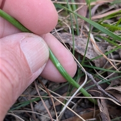 Microtis sp. at Wee Jasper, NSW - suppressed