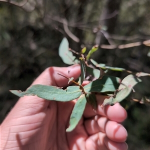 Eucalyptus radiata subsp. robertsonii at Wee Jasper, NSW - 13 Oct 2024