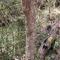 Eucalyptus radiata subsp. robertsonii at Wee Jasper, NSW - 13 Oct 2024 12:29 PM