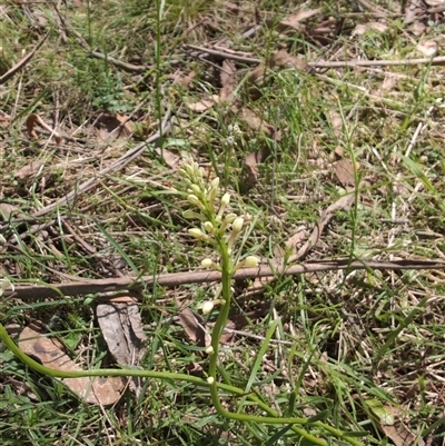 Stackhousia monogyna (Creamy Candles) at Wee Jasper, NSW - 13 Oct 2024 by Wildlifewarrior80