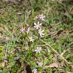 Wurmbea dioica subsp. dioica (Early Nancy) at Wee Jasper, NSW - 13 Oct 2024 by Wildlifewarrior80