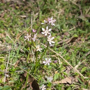 Wurmbea dioica subsp. dioica at Wee Jasper, NSW - 13 Oct 2024 12:24 PM