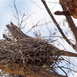 Podargus strigoides at Tharwa, ACT - suppressed