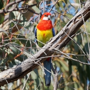 Platycercus eximius at Tharwa, ACT - 11 Oct 2024 02:01 PM