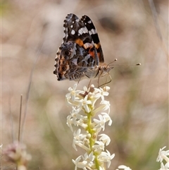 Vanessa kershawi (Australian Painted Lady) at Tharwa, ACT - 11 Oct 2024 by RomanSoroka