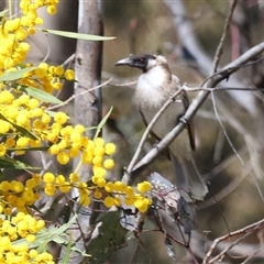 Philemon corniculatus (Noisy Friarbird) at Bandiana, VIC - 13 Oct 2024 by KylieWaldon