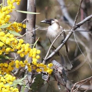 Philemon corniculatus at Bandiana, VIC - 13 Oct 2024 09:57 AM