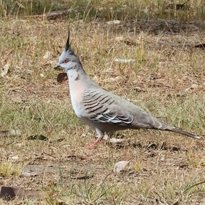 Ocyphaps lophotes (Crested Pigeon) at Bandiana, VIC by KylieWaldon