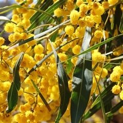 Acacia pycnantha (Golden Wattle) at Bandiana, VIC - 13 Oct 2024 by KylieWaldon