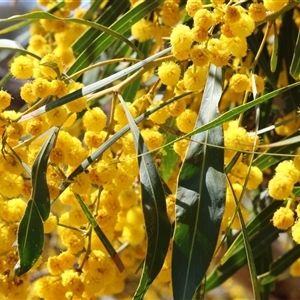 Acacia pycnantha at Bandiana, VIC - 13 Oct 2024 09:59 AM