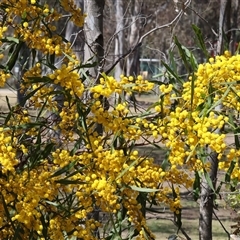 Acacia pycnantha at Bandiana, VIC - 13 Oct 2024 09:59 AM