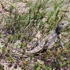 Amphibolurus muricatus (Jacky Lizard) at Bombay, NSW - 13 Oct 2024 by clarehoneydove