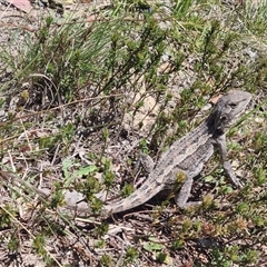 Amphibolurus muricatus at Bombay, NSW - 13 Oct 2024