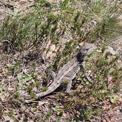 Amphibolurus muricatus at Bombay, NSW - 13 Oct 2024