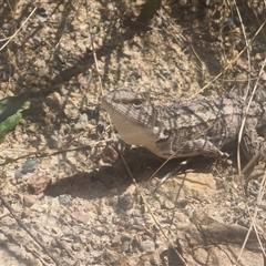 Amphibolurus muricatus at Bombay, NSW - 13 Oct 2024