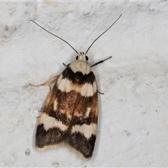 Catacometes phanozona (A Concealer moth) at Melba, ACT - 10 Oct 2024 by kasiaaus