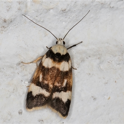 Catacometes phanozona (A Concealer moth (Wingia group)) at Melba, ACT - 10 Oct 2024 by kasiaaus