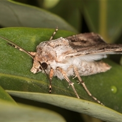 Agrotis munda at Melba, ACT - 10 Oct 2024 10:57 PM