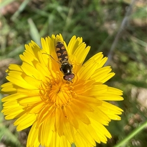 Simosyrphus grandicornis at Whitlam, ACT - 13 Oct 2024 11:19 AM