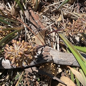 Lomandra multiflora at Whitlam, ACT - 13 Oct 2024